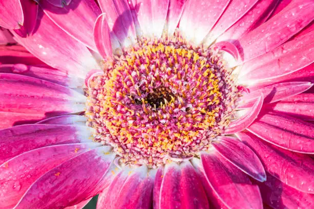 Macro closeup of gerbera flower with dew water drops