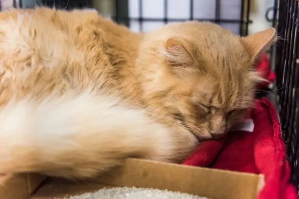 Orange tabby maine coon mix cat sleeping on blanket and waiting for adoption in shelter