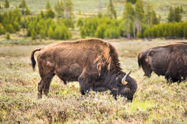 istock One bison looking down grazing in prairie in Yellowstone National Park 648452550