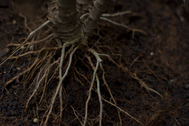 istock The roots of the trees on the ground. 648452842