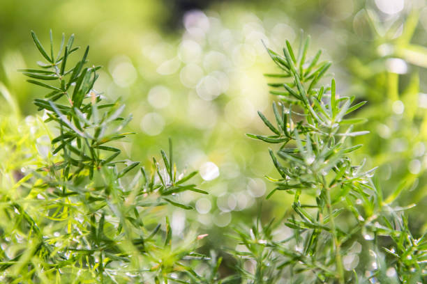 istock Green asparagus fern background bokeh 648453312