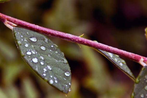 istock Dew drops on leaves in wild garden 648453574