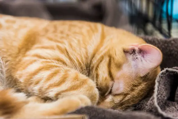 Orange tabby male cat sleeping on towel