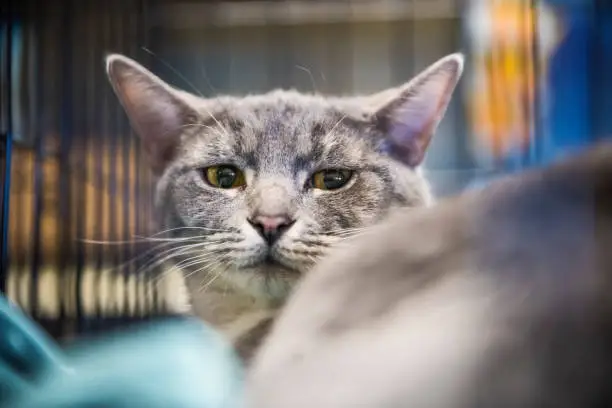 Photo of Sad grey cat in cage waiting for adoption