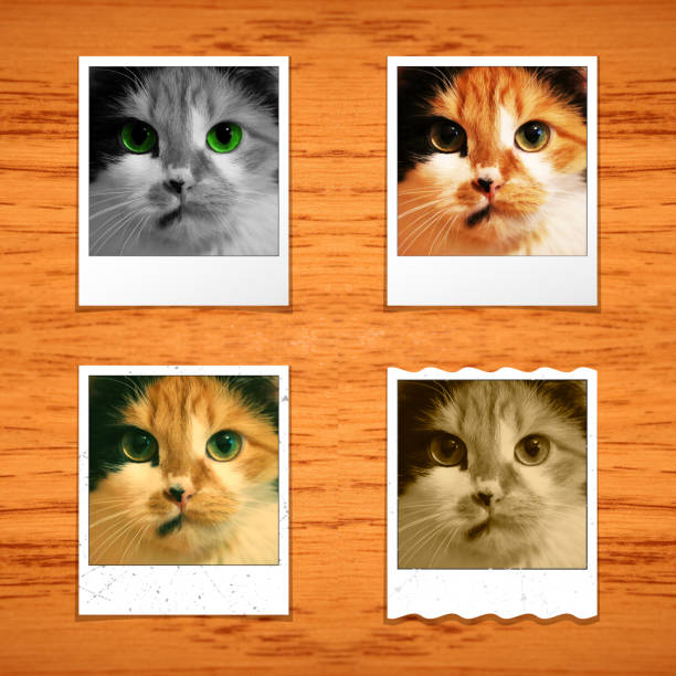 istock Cat vintage photos 648456156