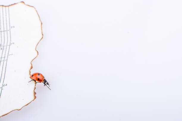 Child holds a tiny ladybug in their hand
