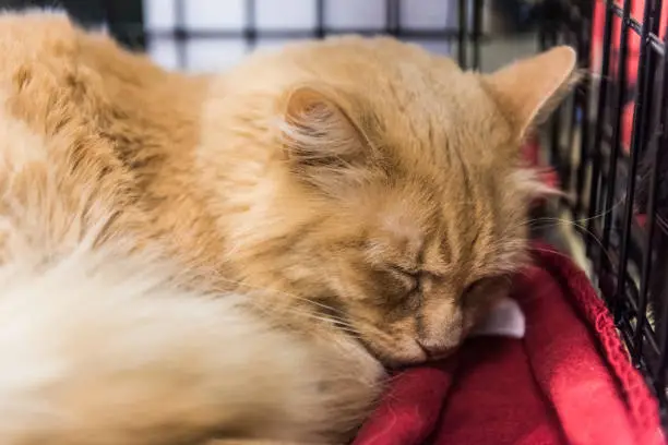 Orange tabby maine coon mix cat sleeping on blanket