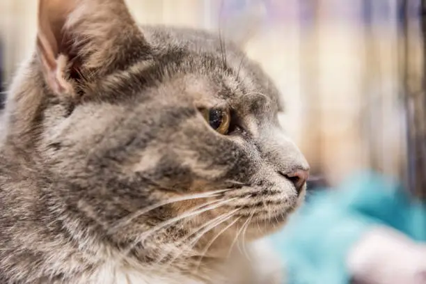 Sad grey cat in cage waiting for adoption