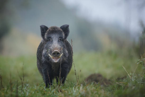 Wild boar with big tusks A male boar shows his impressive tusks boar stock pictures, royalty-free photos & images