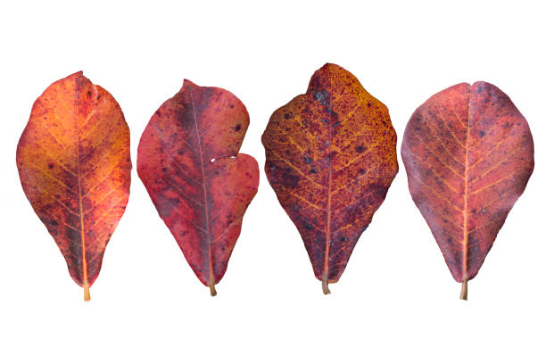 istock Close up orange leaf Terminalia catappa on white background. 648463000
