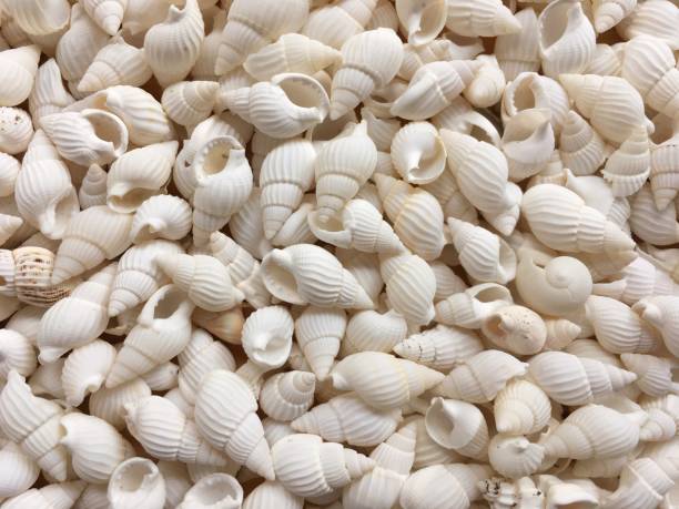 istock White seashells background. Many sea shells on the beach summer vacation concept. 648463036