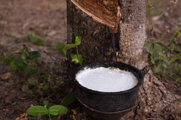 istock Close up latex from natural rubber tree, Hevea 648463478