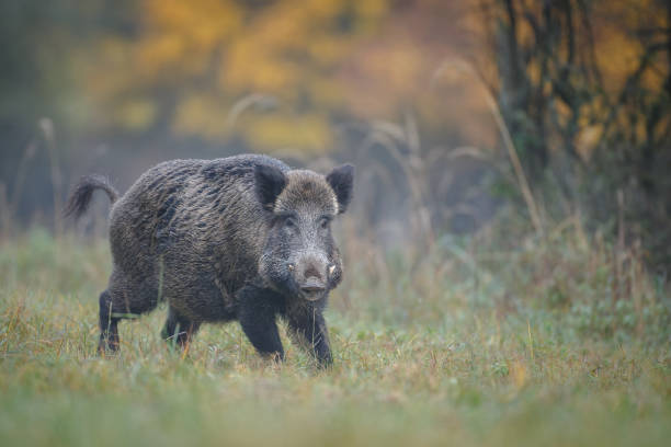 Herbst Wildschwein – Foto