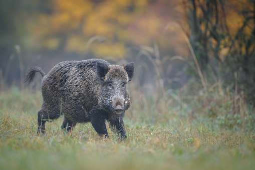 A wild boar surrounded by autumn foliage