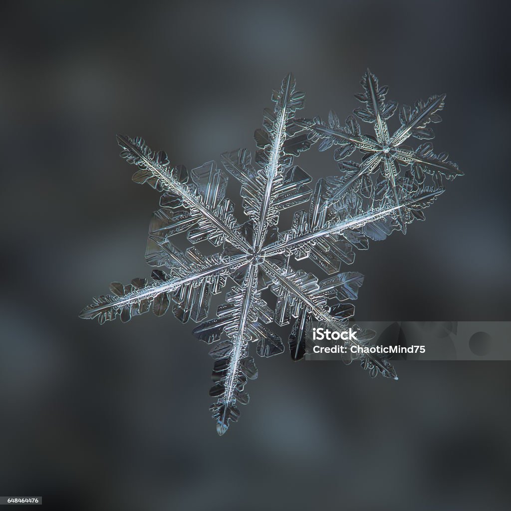Two snowflakes glitters on dark blur background Macro photo of real snowflakes: flat cluster with two snow crystals of stellar dendrite type, with elegant structure and thin, long arms, glittering on dark gray background. Beauty Stock Photo