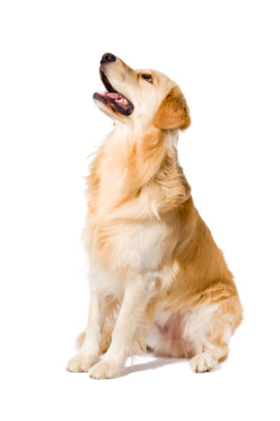 Golden Retriever adult sitting looking up side view isolated stock photo
