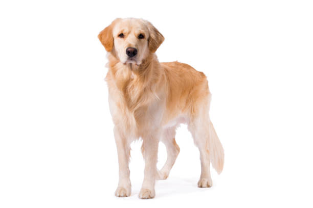 Golden Retriever adult standing serious  isolated on white stock photo