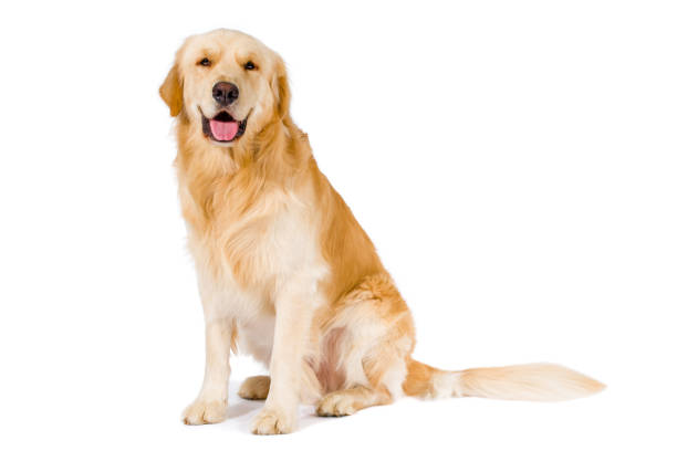 Golden Retriever adult sitting smiling at camera isolated on white stock photo