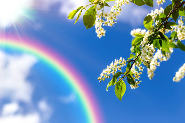 Rainbow and flowering cherries (lat. Prunus padus) against the blue sky