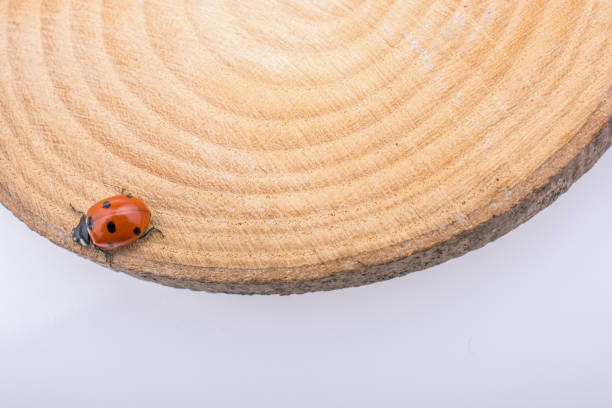 Macro shot of a bright red ladybug perched on a curved dried grass stem. The vivid orange-red shell with black spots stands out against a soft green-brown background, capturing a moment of small nature.