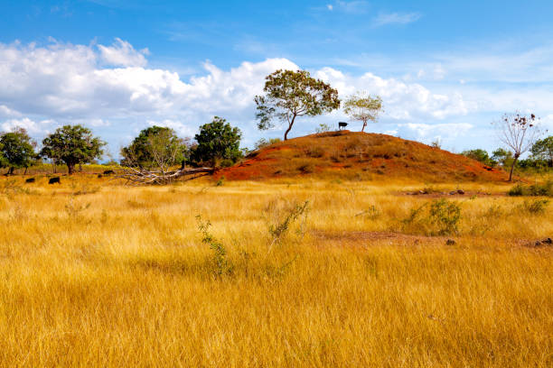 Cows in the typical red soil landscape in Cuba