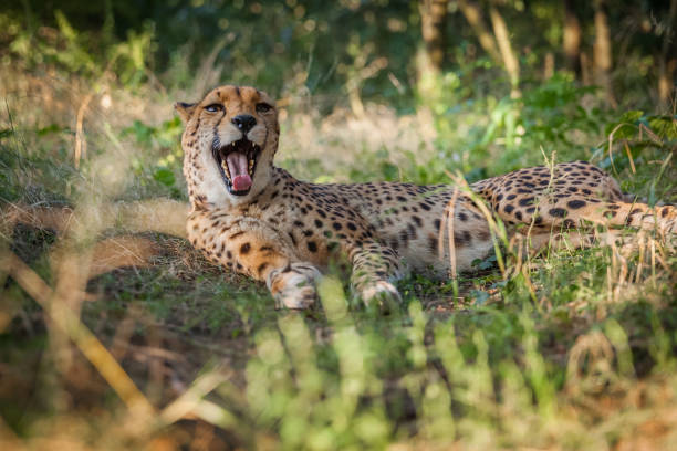 istock Cheetah relaxes in a forest in summer 648468040
