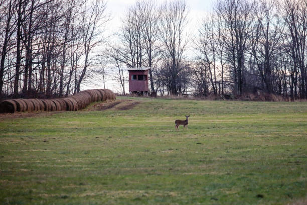 białoogoniasty jeleń (odocoileus virginianus) doe stojący na polu przed ślepym jeleniem. - hunting blind zdjęcia i obrazy z banku zdjęć