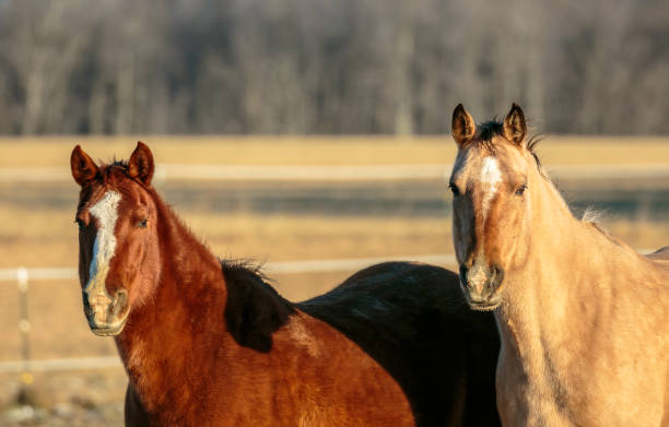 istock Two quarter horses staring into the camera 648471194
