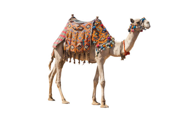el camello doméstico solitario aislado en blanco. - camello dromedario fotografías e imágenes de stock