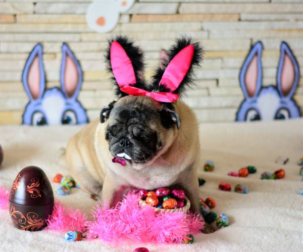 istock The easter of the pug 648474938