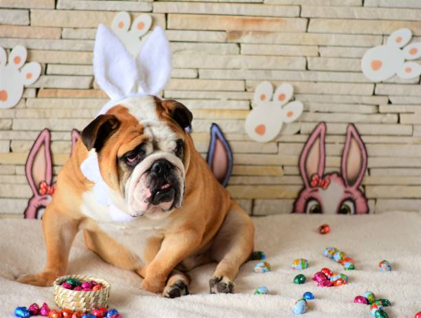 istock English bulldog sitting for Easter 648474992