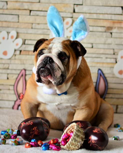 istock English bulldog dressed as rabbit for easter 648475030