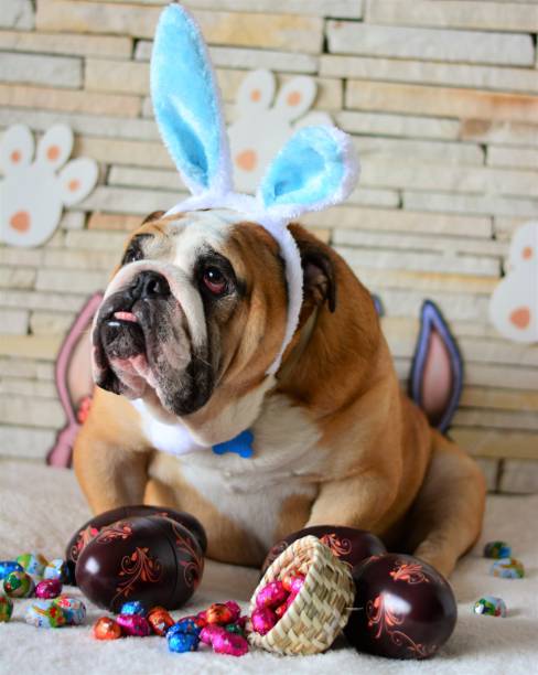 istock Easter eggs and the English Bulldog 648475058
