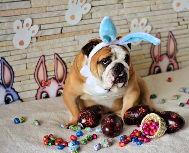 istock Bulldog in Easter setting with blue ears 648475060