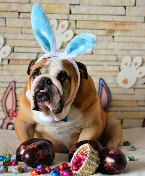 istock Blue-eared English bulldog and his easter eggs 648475062