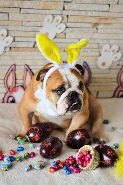 istock Bulldog with yellow rabbit ears 648475096