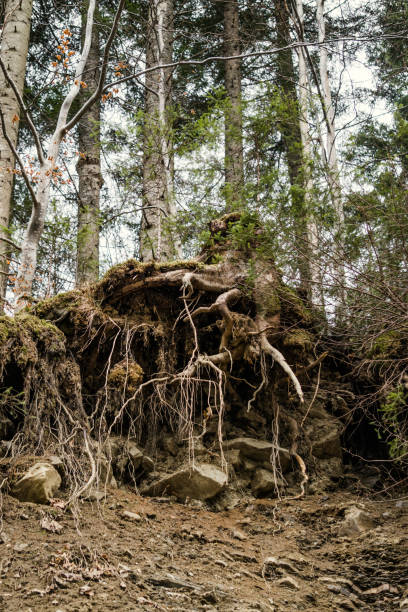 istock Old forest in the Carpathian Mountains 648477542