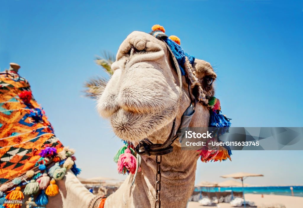 Head of the camel with open eyes, close-up, portrait, Egypt Head of the camel with open eyes, close-up, portrait, Egypt. Egypt Stock Photo