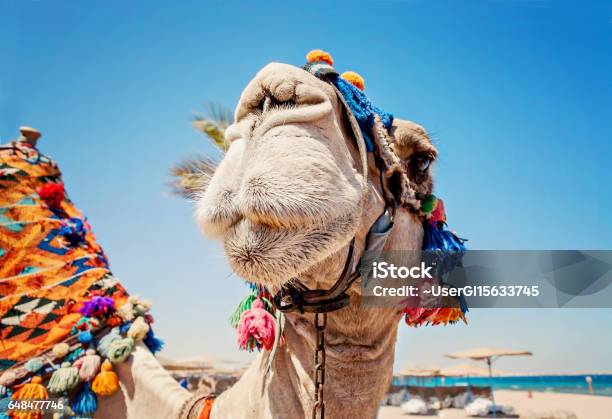 Head Of The Camel With Open Eyes Closeup Portrait Egypt Stock Photo - Download Image Now