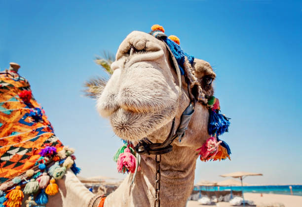 cabeça do camelo com os olhos abertos, close-up, retrato, egito - sparse sky sunlight africa - fotografias e filmes do acervo