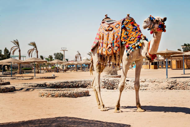 Camel standing to his full height, using for tourist trips to Hurghada, Egypt stock photo