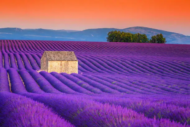 Amazing violet lavender fields near Valensole village, Provence region, France, Europe