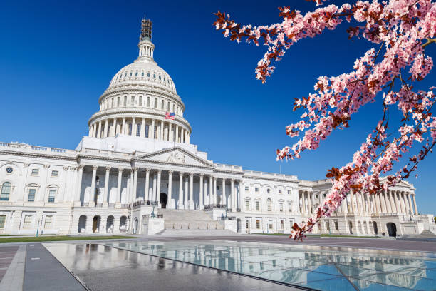 春の晴れた日にアメリカ合衆国議会議事堂 - cherry blossom cherry tree tree washington dc ストックフォトと画像