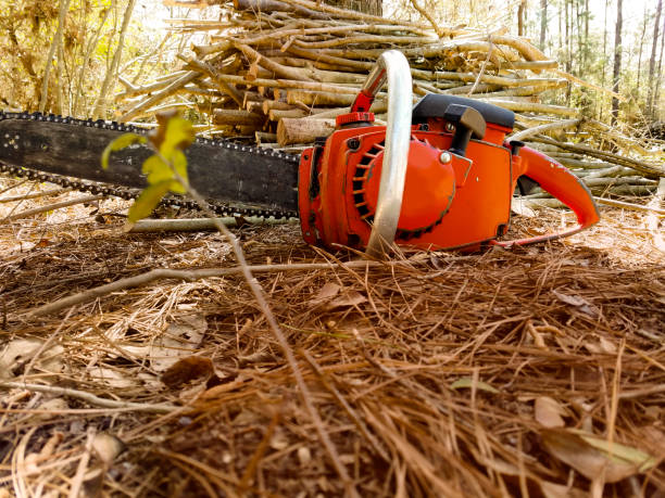 istock Chainsaw with cut timber log in Texas forest area. 648478574