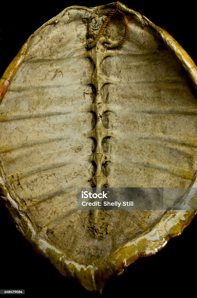 Shell Backbone Animal Backbone Inside Turtle Shell Stock Photo - Download Image Now - Animal ...