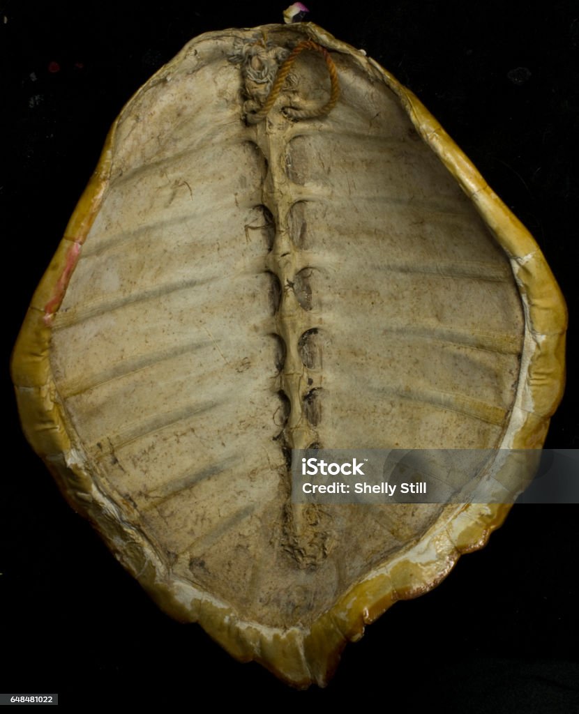 Turtle Inside Backbone Inside Turtle Shell Stock Photo - Download Image Now - Animal ...