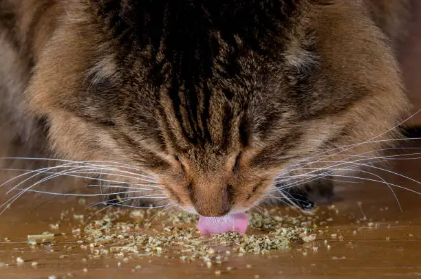 A cat licking catnip off the floor with his head down. Pink tongue can be seen licking up the catnip. Focus on nose and tongue. Closeup shot from front.
