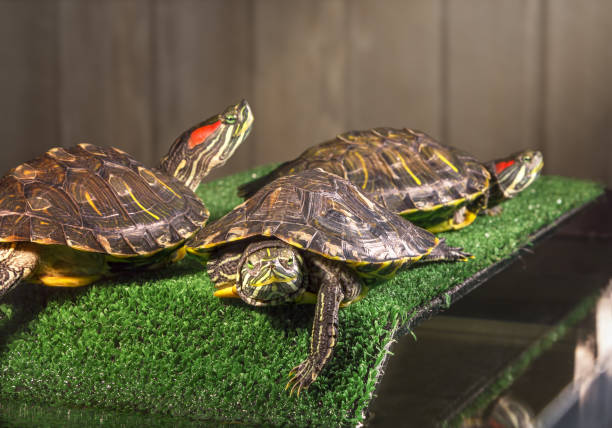 Three red-eared sliders. Three red-eared sliders, bask on the bridge in aquaterrarium. coahuilan red eared turtle stock pictures, royalty-free photos & images