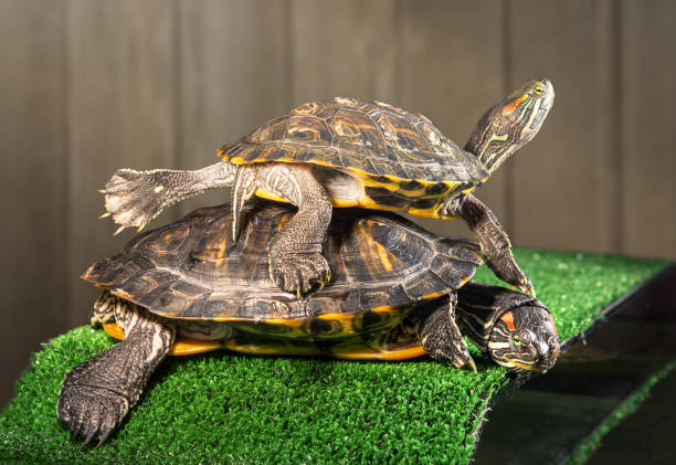 Two red-eared sliders. Two red-eared sliders on the bridge with artificial grass are basking under a lamp. coahuilan red eared turtle stock pictures, royalty-free photos & images