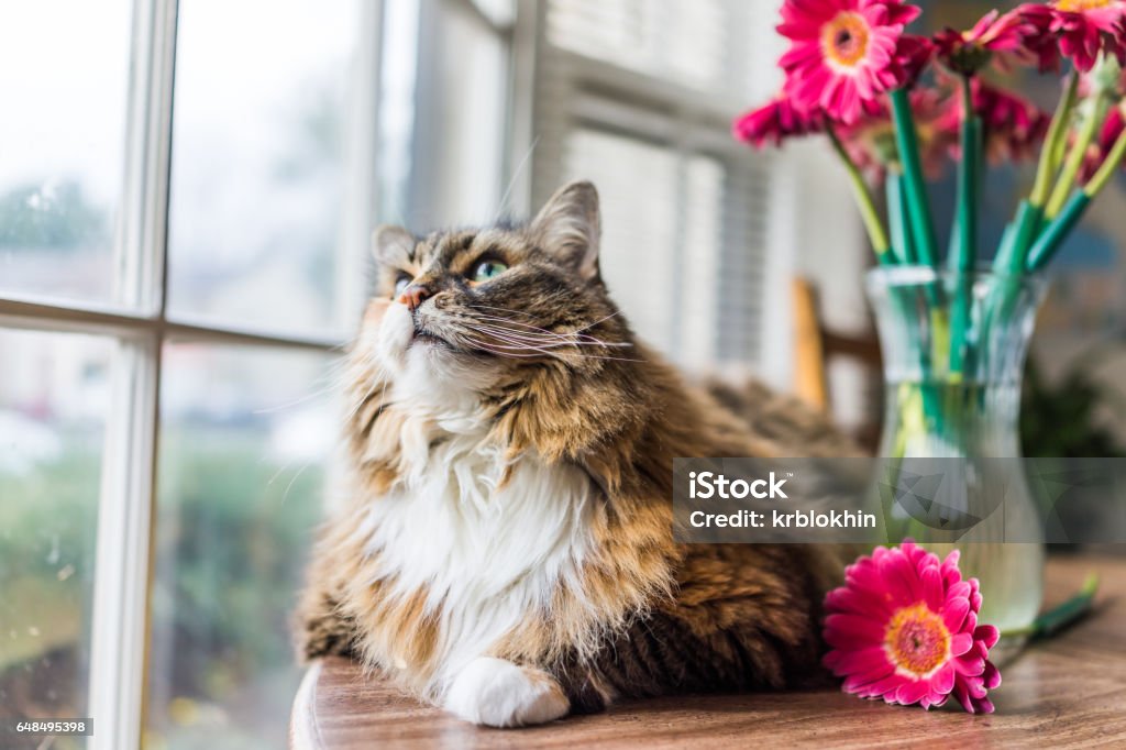 Closeup portrait of calico maine coon cat lying on table looking outside by flowers in vase Closeup portrait of calico maine coon cat lying on table looking outside by flowers in vaseCloseup portrait of calico maine coon cat lying on table looking outside by flowers in vase Domestic Cat Stock Photo